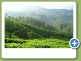 9-Tea-Plantation